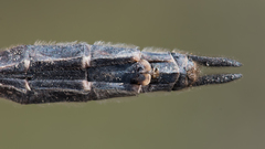 Somatochlora sahlbergi