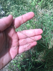 Poa nemoralis