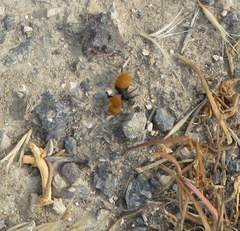 Dasymutilla coccineohirta