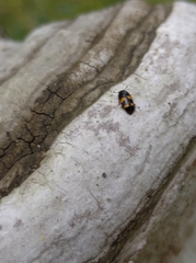 Glischrochilus grandis