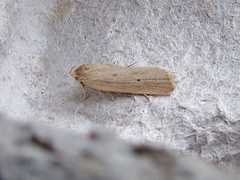 Gonioterma mistrella