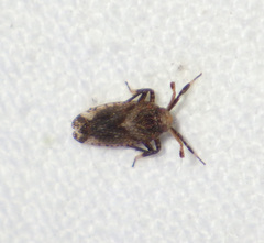 Asiracinae