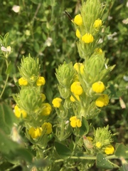 Castilleja lacera