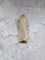 Gonioterma mistrella