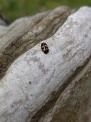 Glischrochilus grandis