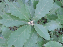Quercus serrata