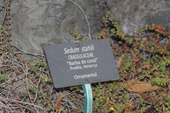 Sedum stahlii