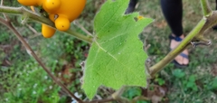 Solanum mammosum