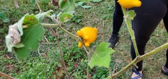 Solanum mammosum