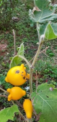 Solanum mammosum