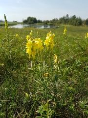 Linaria acutiloba