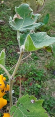 Solanum mammosum