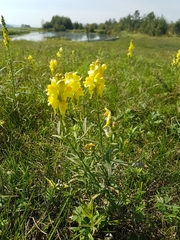 Linaria acutiloba