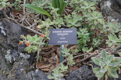 Echeveria zorzaniana