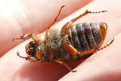 Amphimallon solstitiale