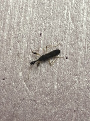 Myodocha serripes