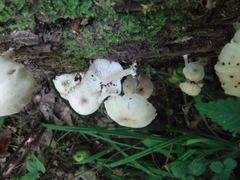 Clitocybula abundans