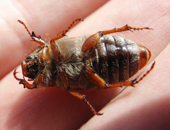 Amphimallon solstitiale