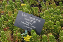 Sedum × rubrotinctum