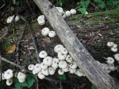 Clitocybula abundans