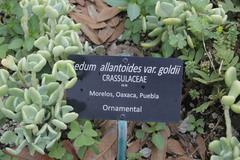 Sedum allantoides