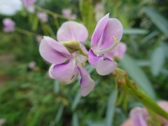 Codariocalyx motorius