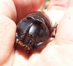 Oryctes nasicornis
