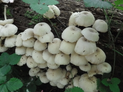 Clitocybula abundans