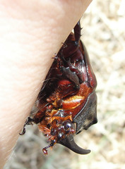 Oryctes nasicornis