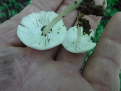 Clitocybula abundans