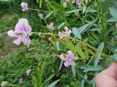 Codariocalyx motorius