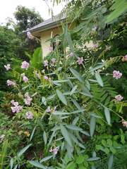 Codariocalyx motorius