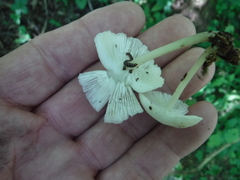 Clitocybula abundans