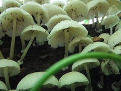 Clitocybula abundans