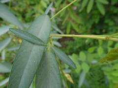 Codariocalyx motorius