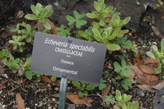 Echeveria spectabilis