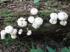 Clitocybula abundans