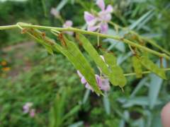 Codariocalyx motorius