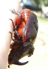 Oryctes nasicornis