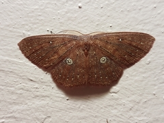 Anisodes binocellaria