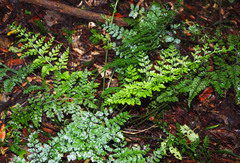 Asplenium bulbiferum