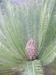 Dioon caputoi