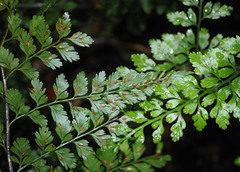 Asplenium bulbiferum