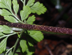 Asplenium bulbiferum