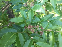 Phellodendron japonicum