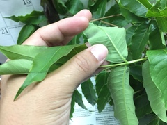 Phellodendron japonicum