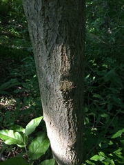 Phellodendron japonicum