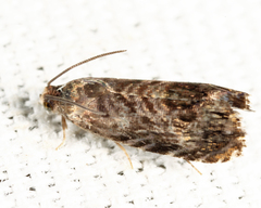 Grapholita prunivora