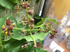 Phellodendron japonicum