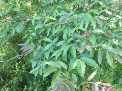 Phellodendron japonicum